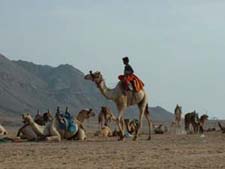 Camel Safaris