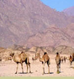 Safari Sinai